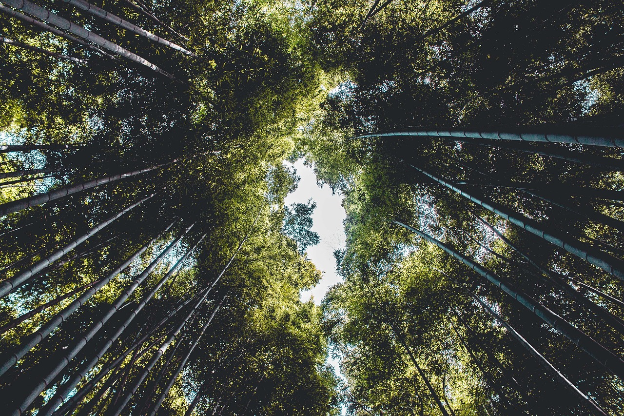 The Benefits of Bamboo in Sustainable Living